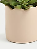 Artificial Mini Succulent Plant in Pot