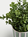 Artificial Boxwood Plant in Ceramic Pot