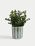 Artificial Boxwood Plant in Ceramic Pot