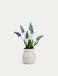 Κεραμική γλάστρα με τεχνητό υάκινθο