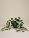 Artificial Trailing Eucalyptus in Ceramic Pot