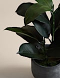Artificial Rubber Plant in Cement Pot