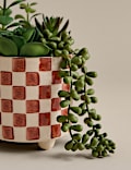 Artificial Succulent Family in Checked Pot