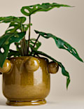 Artificial Cheese Plant in Bobble Pot