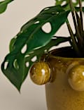 Artificial Cheese Plant in Bobble Pot