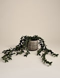 Artificial Trailing Boxwood in Ceramic Pot