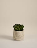 Artificial Mini Succulent in Textured Cement Pot