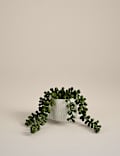Artificial Baby String Of Pearls in Ceramic Pot