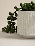 Artificial Baby String Of Pearls in Ceramic Pot