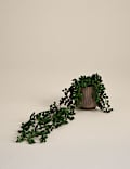 Artificial String Of Hearts in Textured Ceramic Pot