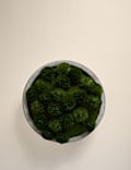 Artificial Moss in Large Cement Bowl