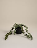 Artificial Trailing Baby Plant in Textured Ceramic Pot