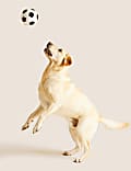 Football Pet Toy