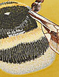 Velvet Bumblebee Print Cushion
