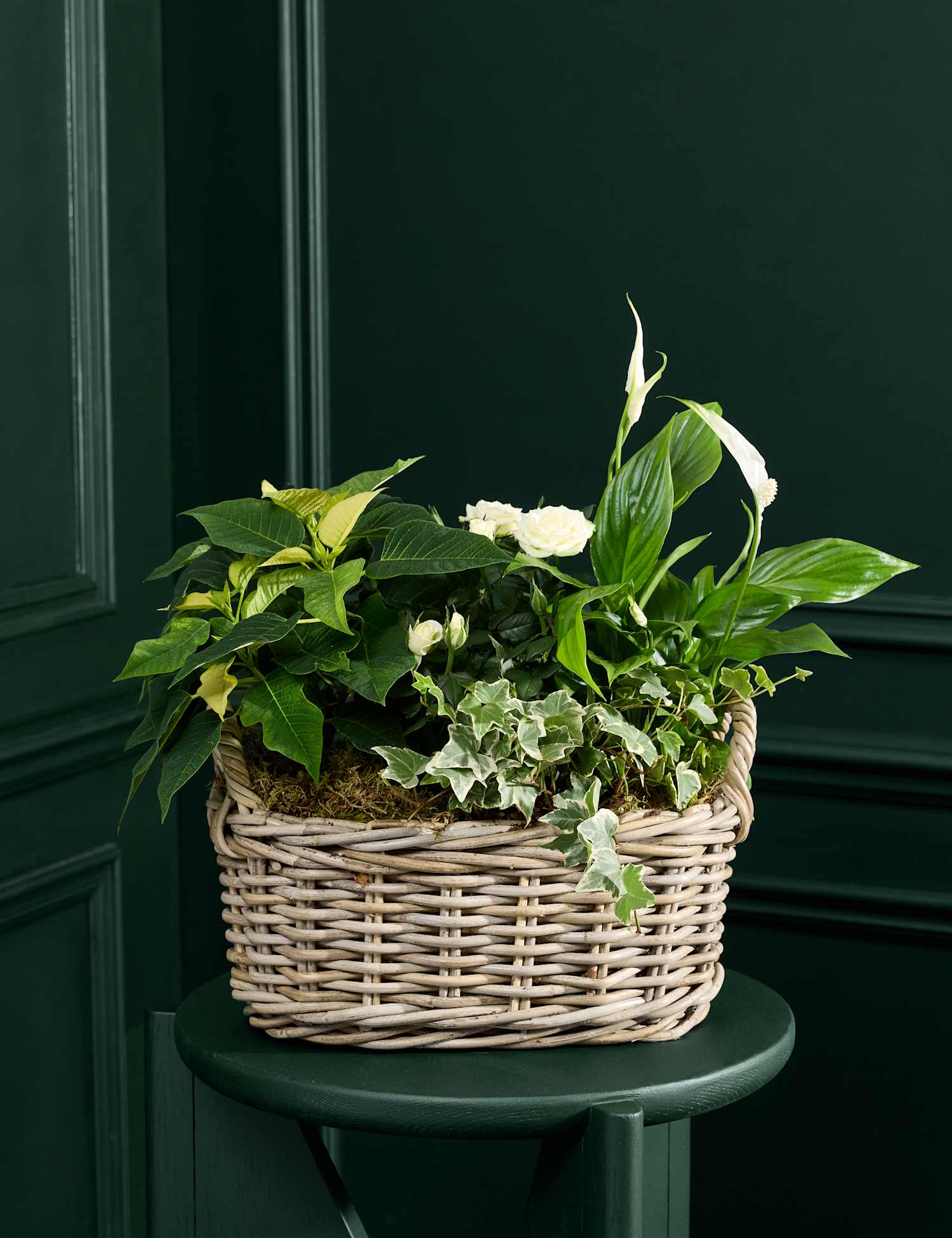 M&S Flower Market Large White Christmas Flowering Plant Basket