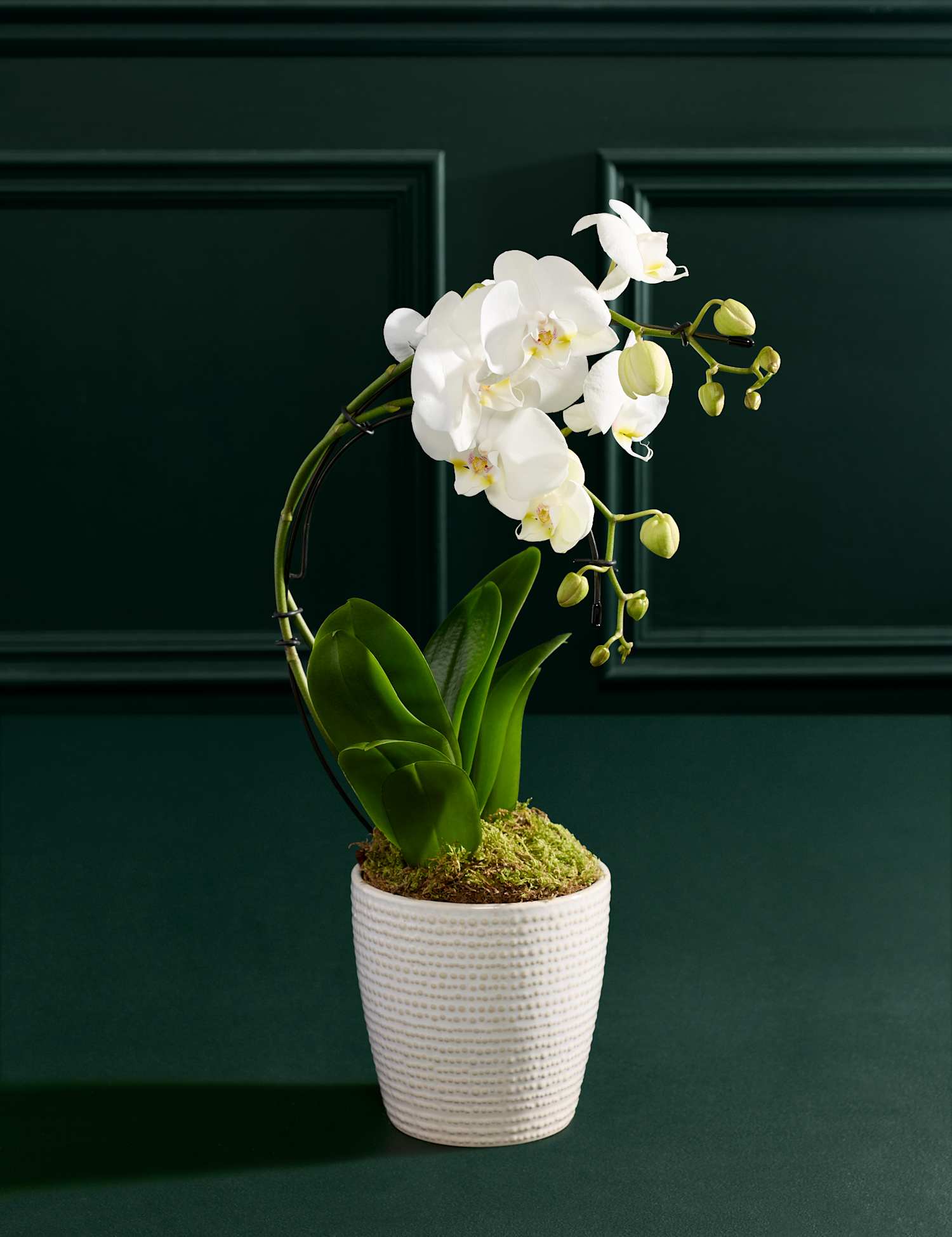 Image of M&S Flower Market Eclipse White Orchidwith&hellip;