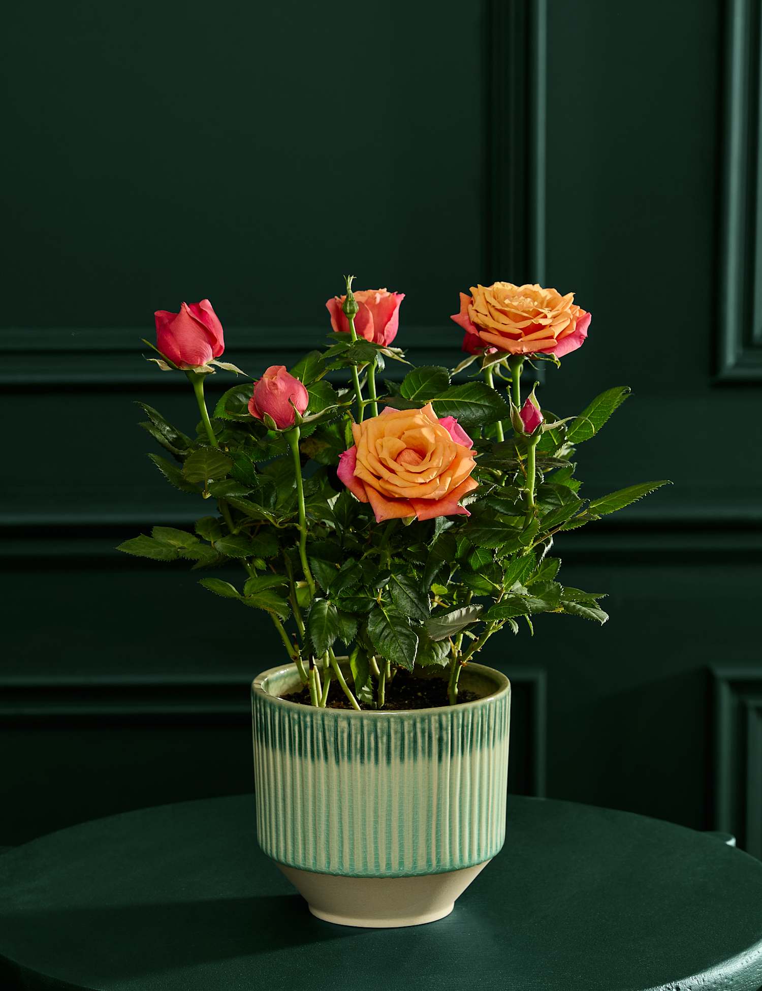M&S Flower Market Luxury Orange Rose in Ceramic Pot