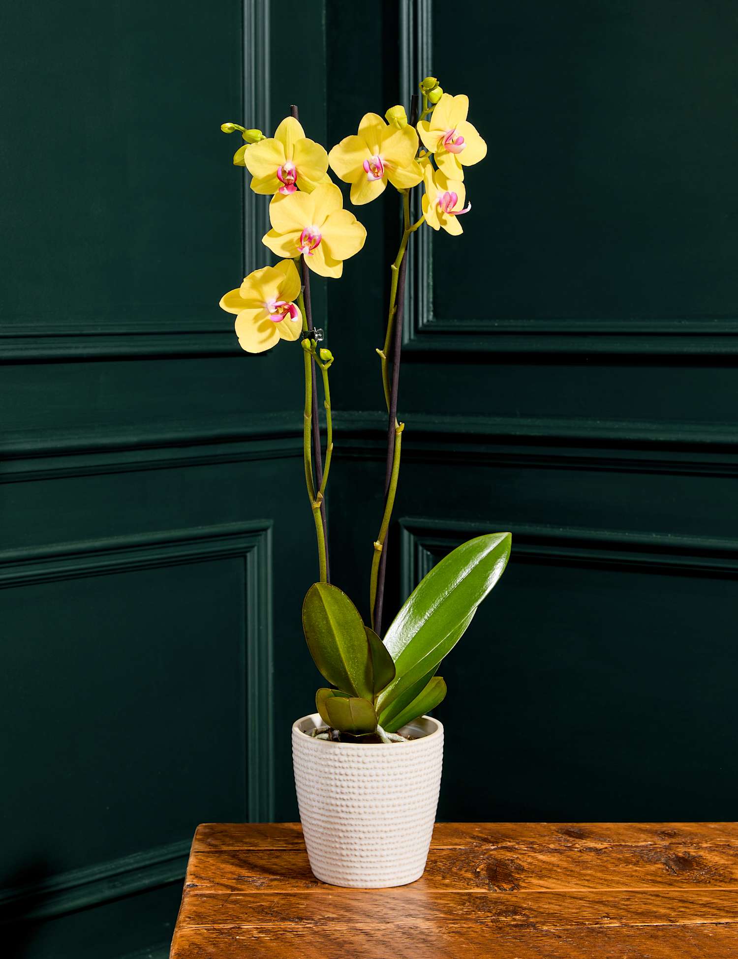 M&S Flower Market Large Yellow Phalaenopsis Orchid in Ceramic Pot