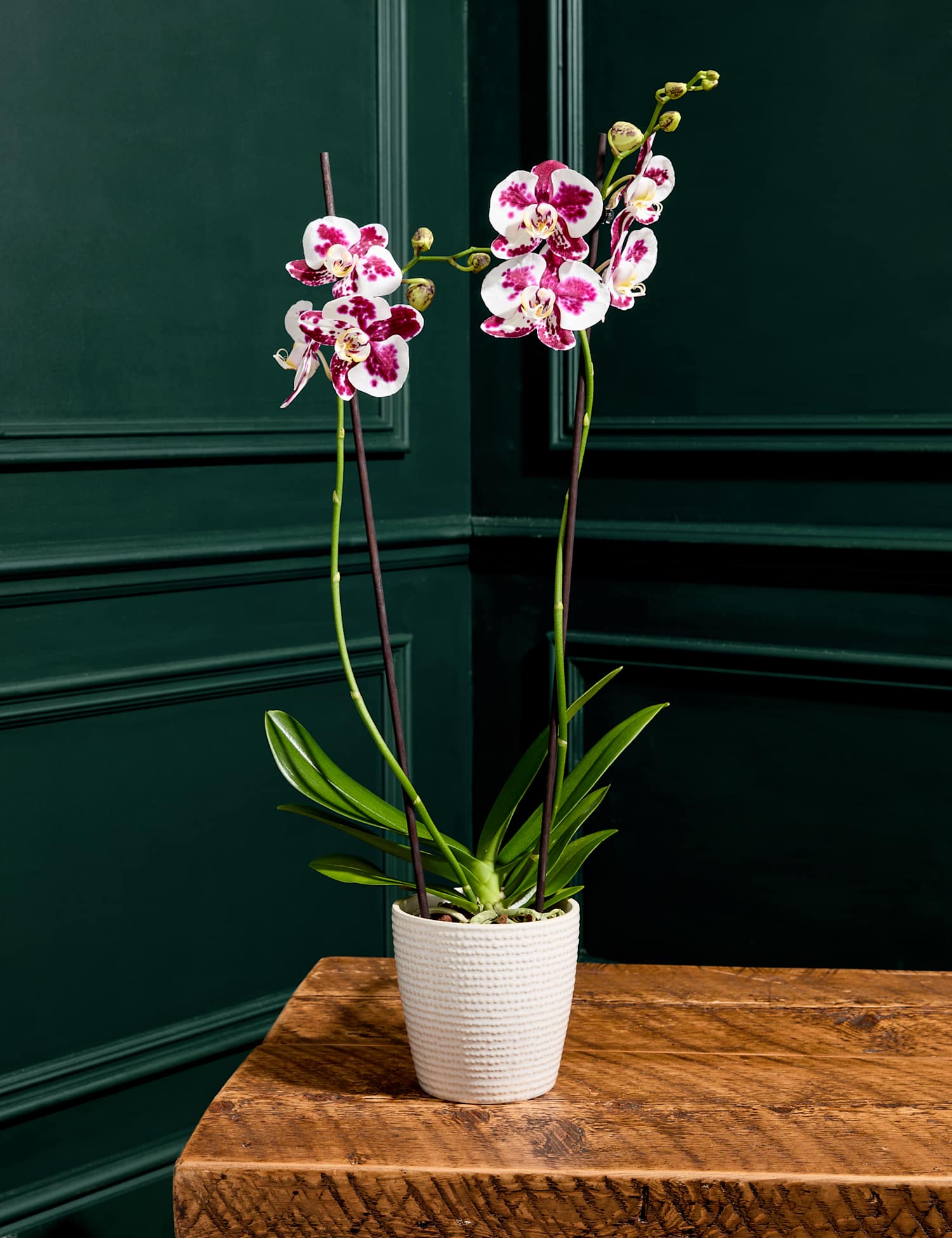 M&S Flower Market Large Marrakech Phalaenopsis Orchid in Ceramic Pot