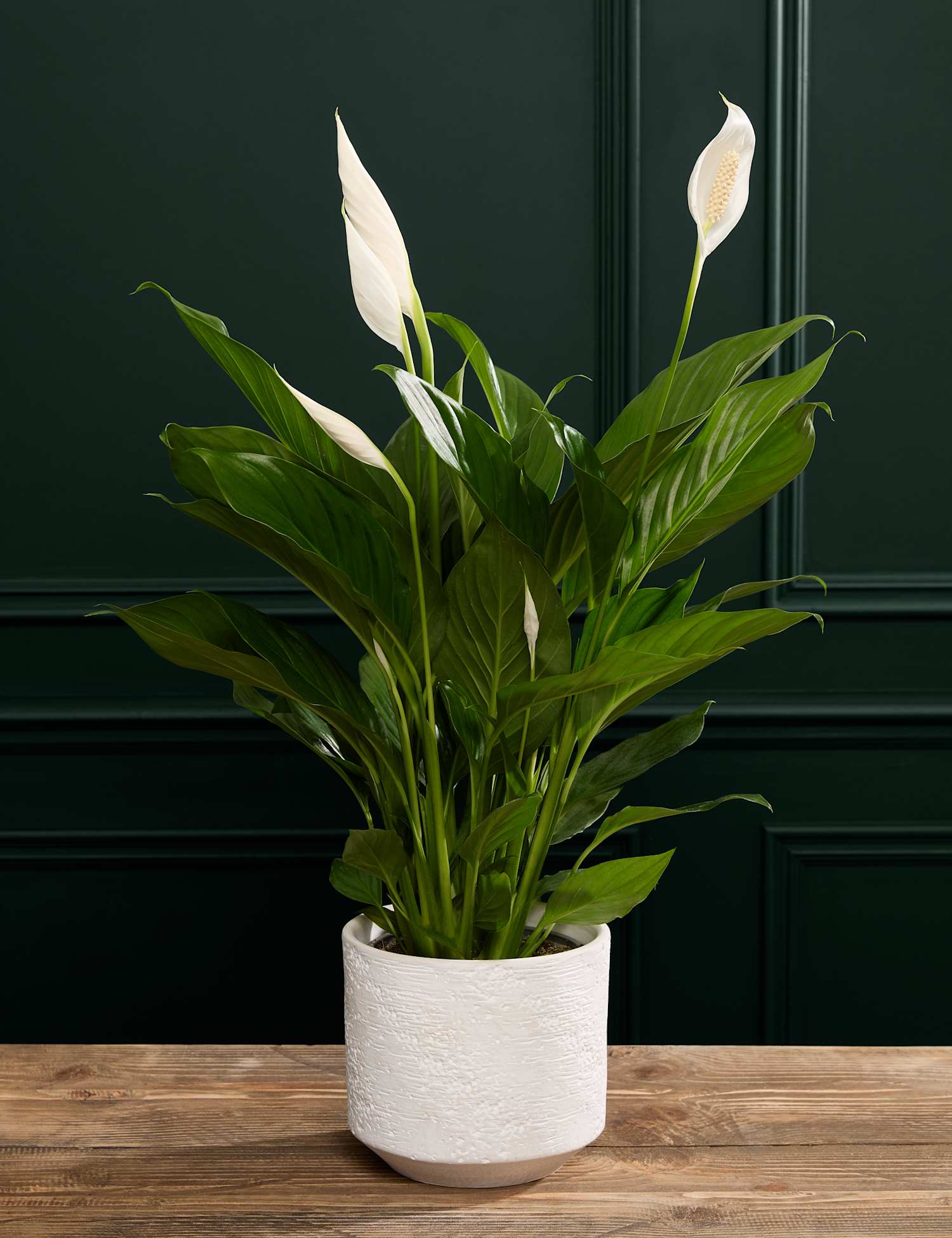 M&S Flower Market Peace Lily in Ceramic Pot