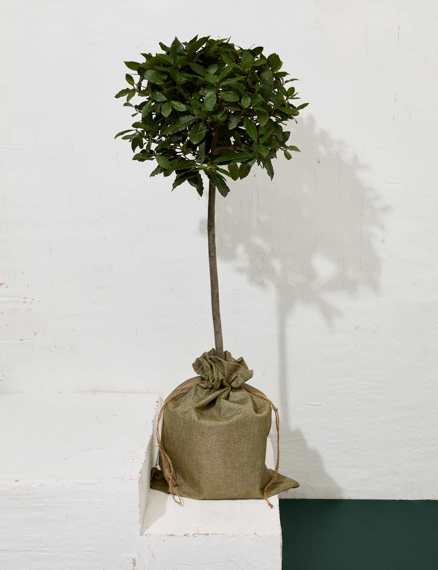 Image of M&S Flower Market Bay Tree in&hellip;