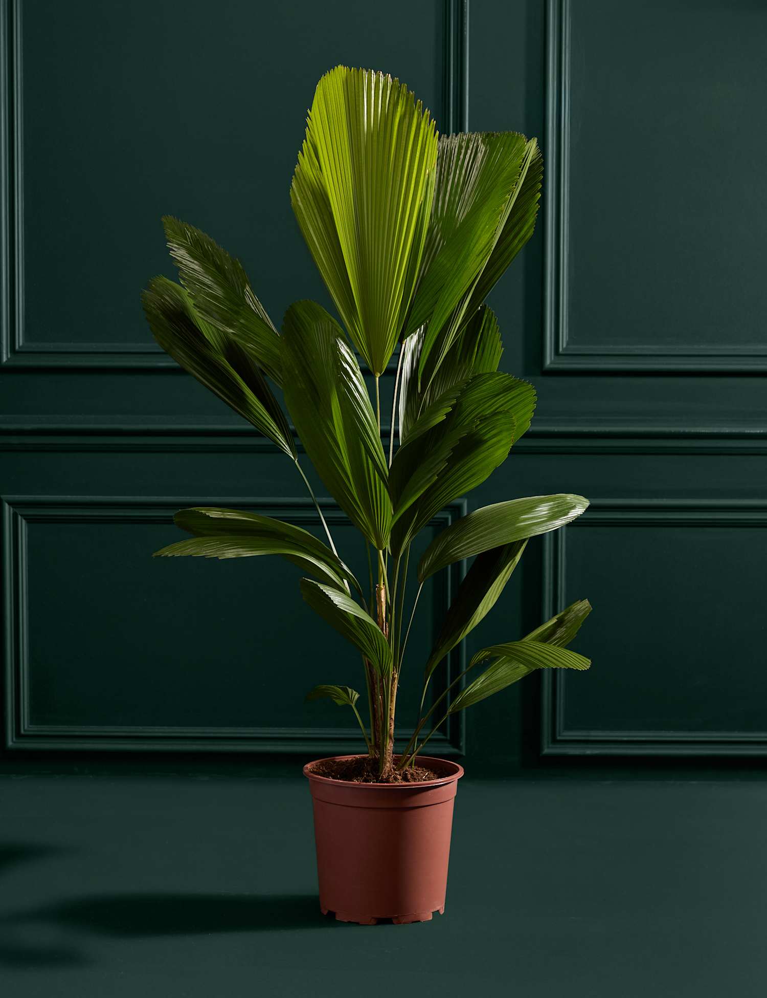 M&S Flower Market Extra Large Ruffled Fan Palm in Grower Pot