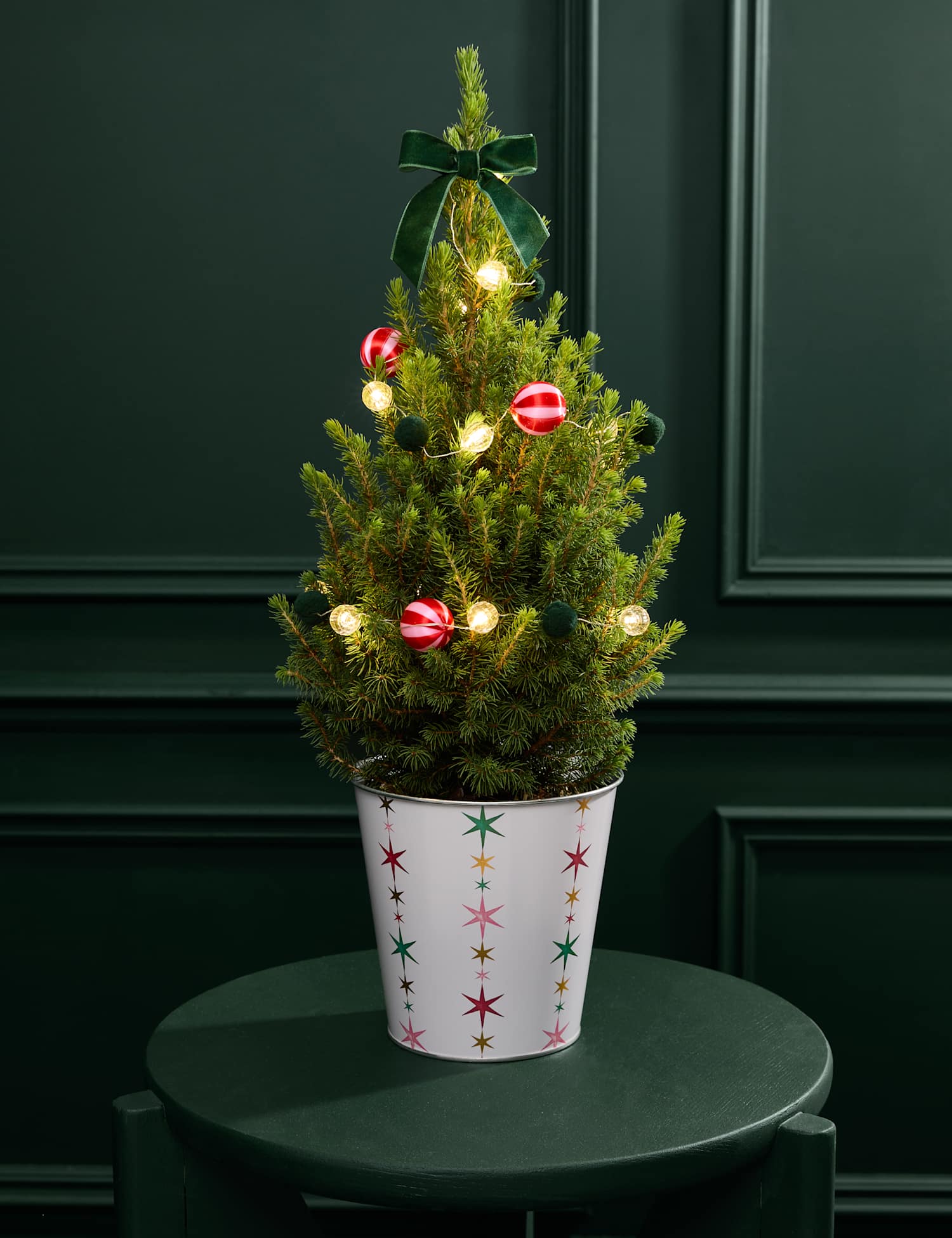 M&S Flower Market Mini Real Christmas Tree in Festive Star Pot