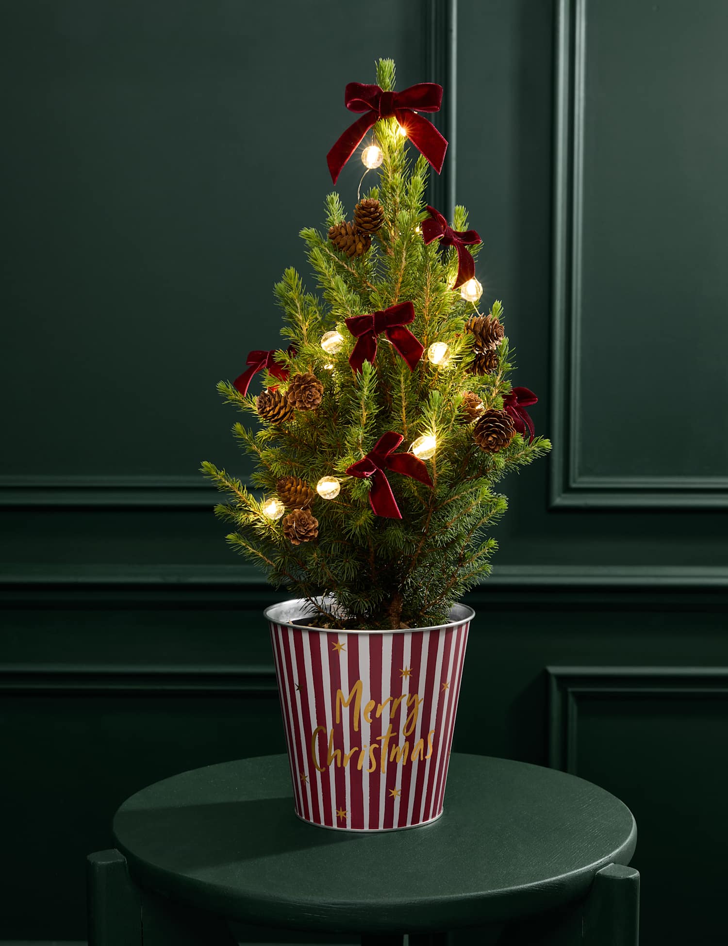 M&S Flower Market Mini Real Christmas Tree in Merry Christmas Pot