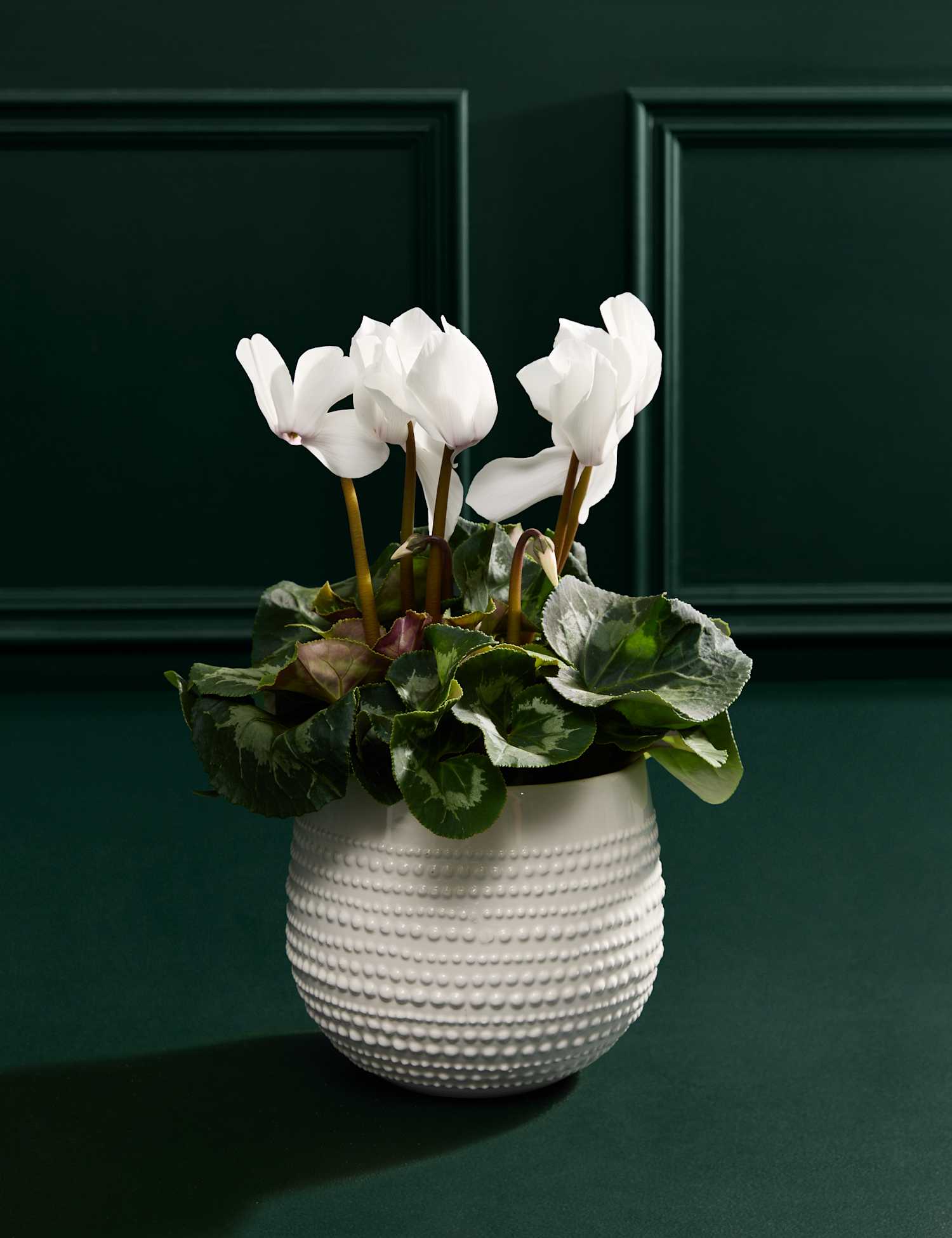 M&S Flower Market White Cyclamen in Ceramic Pot