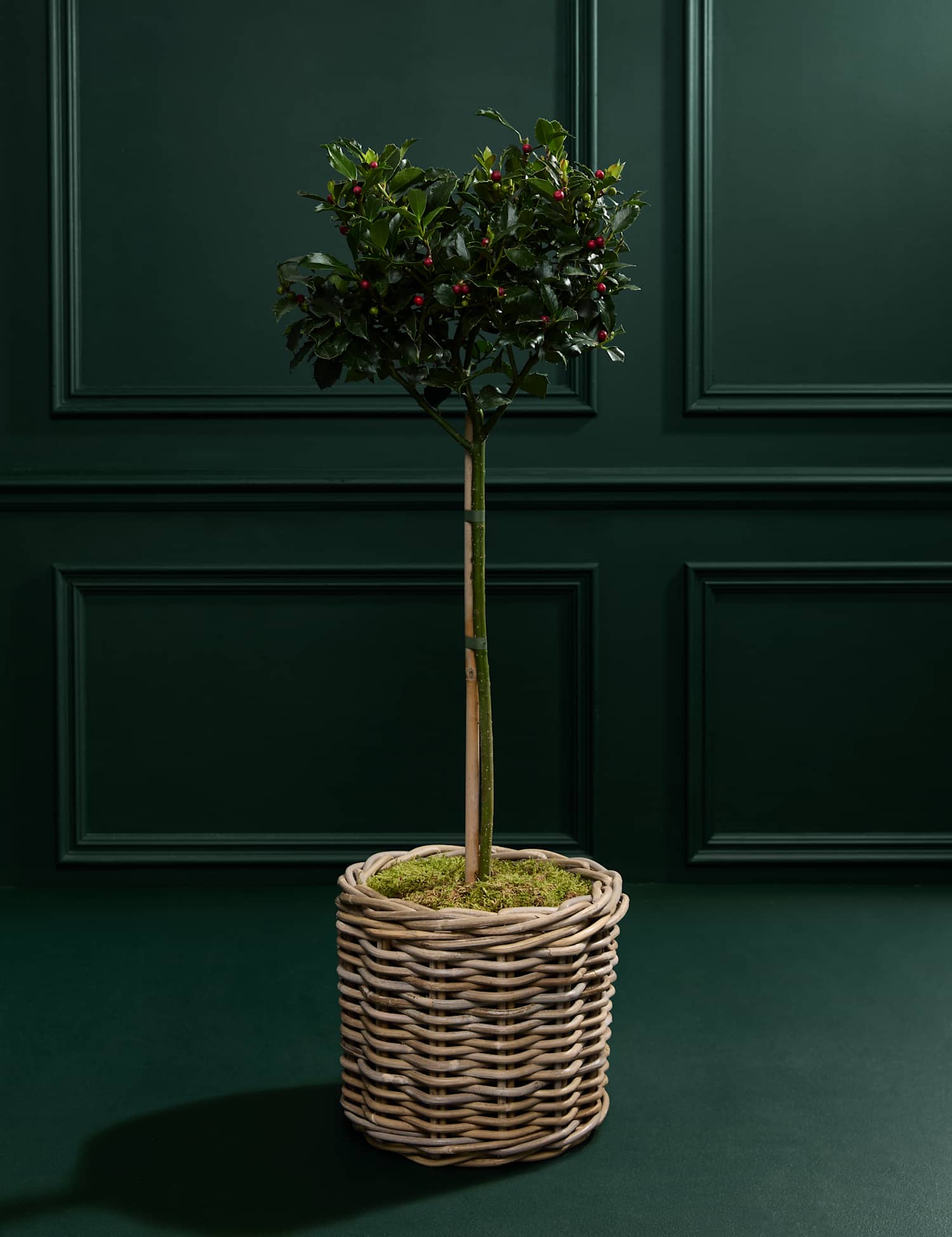 Image of M&S Flower Market Outdoor Holly Tree&hellip;