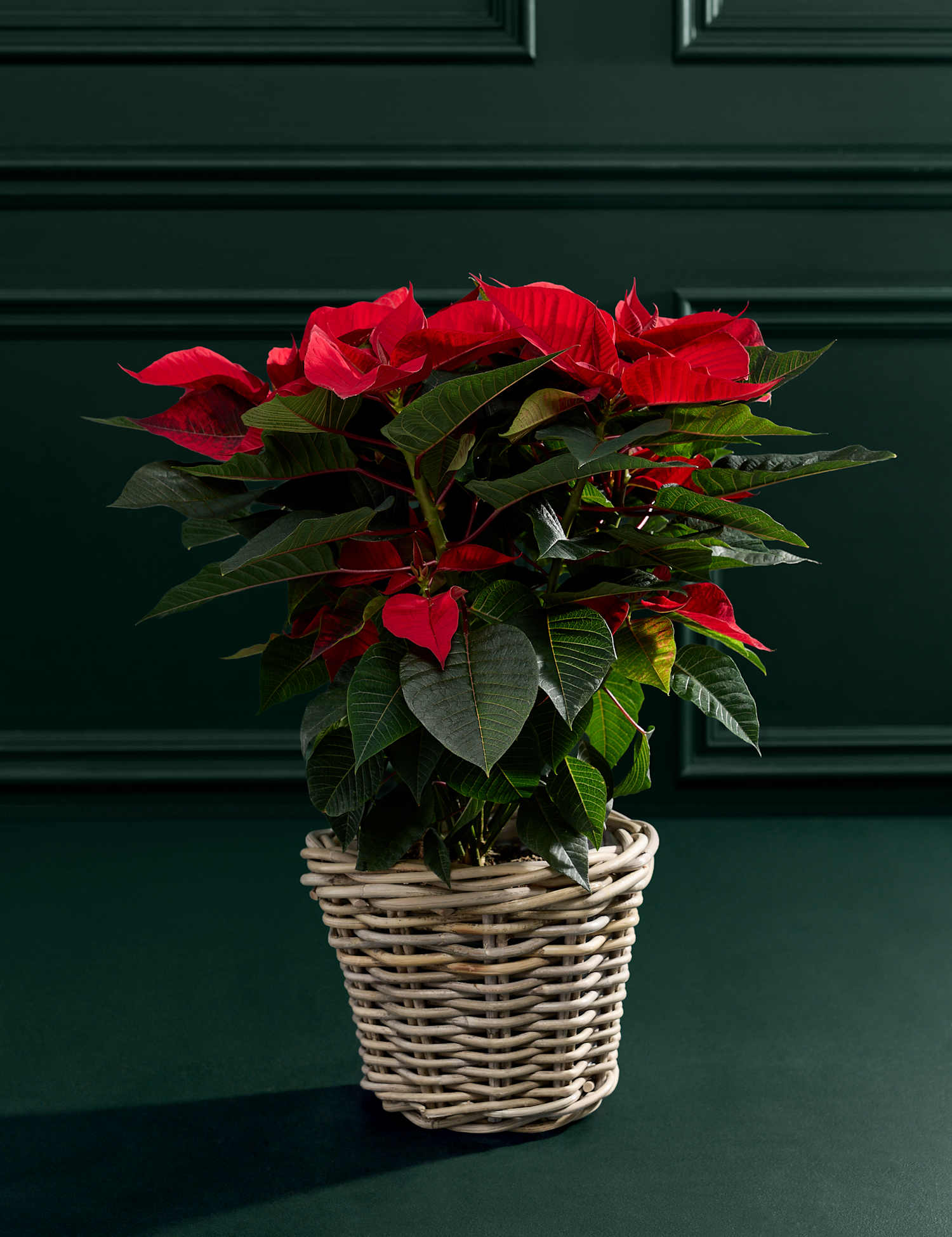 M&S Flower Market Poinsettia in Kubu Basket