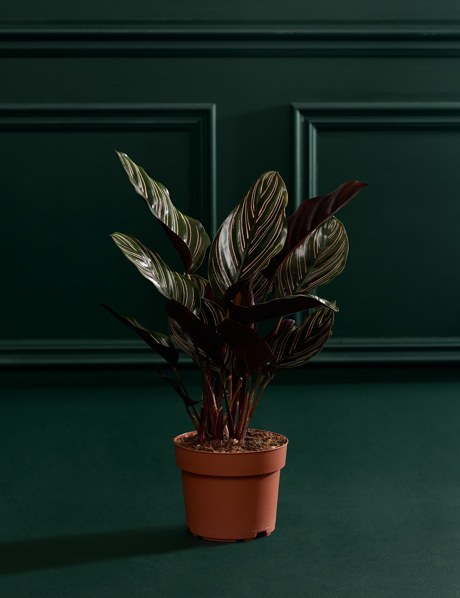 M&S Flower Market Calathea Ornata  In Grow Pot