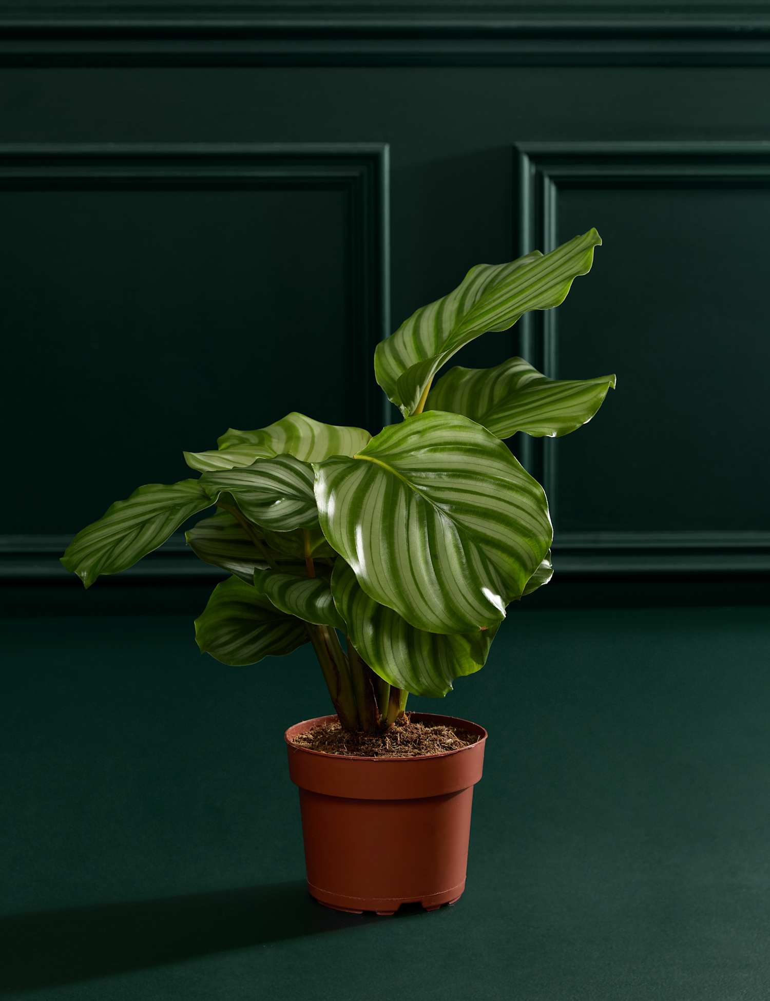 M&S Flower Market Calathea Orbifolia in Grow Pot