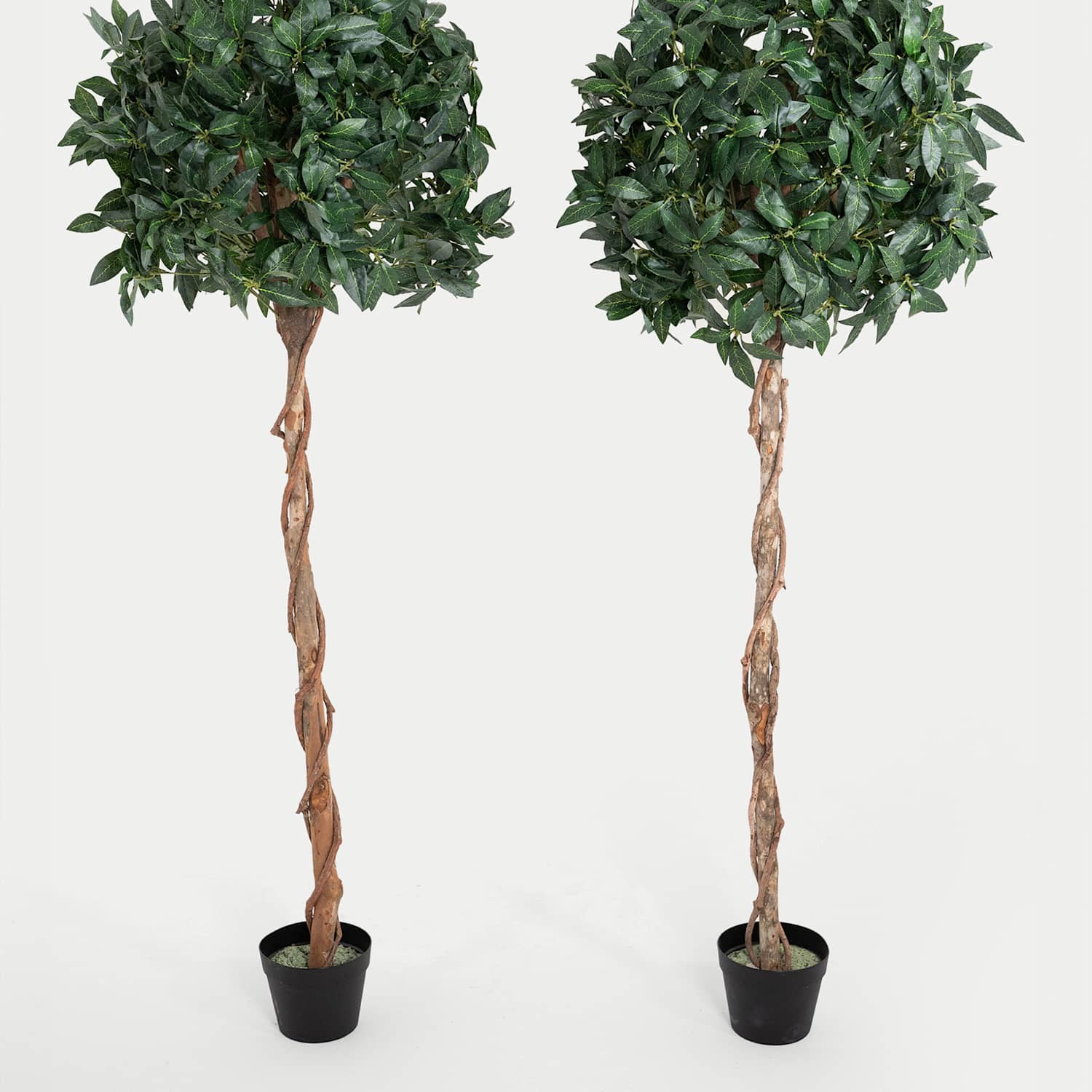 Blooming Artificial 5ft Set of 2 Artificial Tall Bay Trees in Pots - Green - Available at M&S