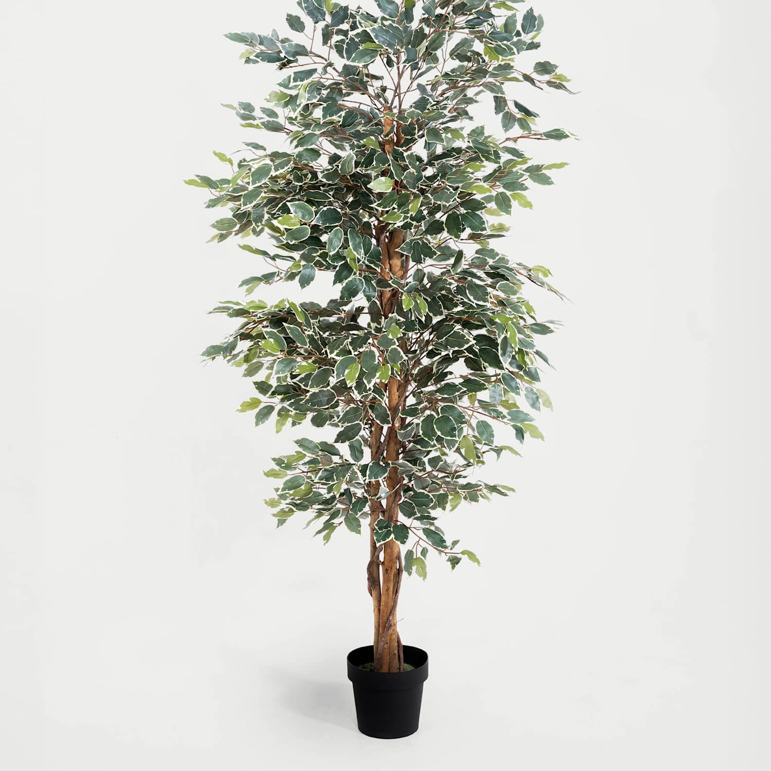 Blooming Artificial 5ft Artificial Ficus Tree - Green Mix - Available at M&S