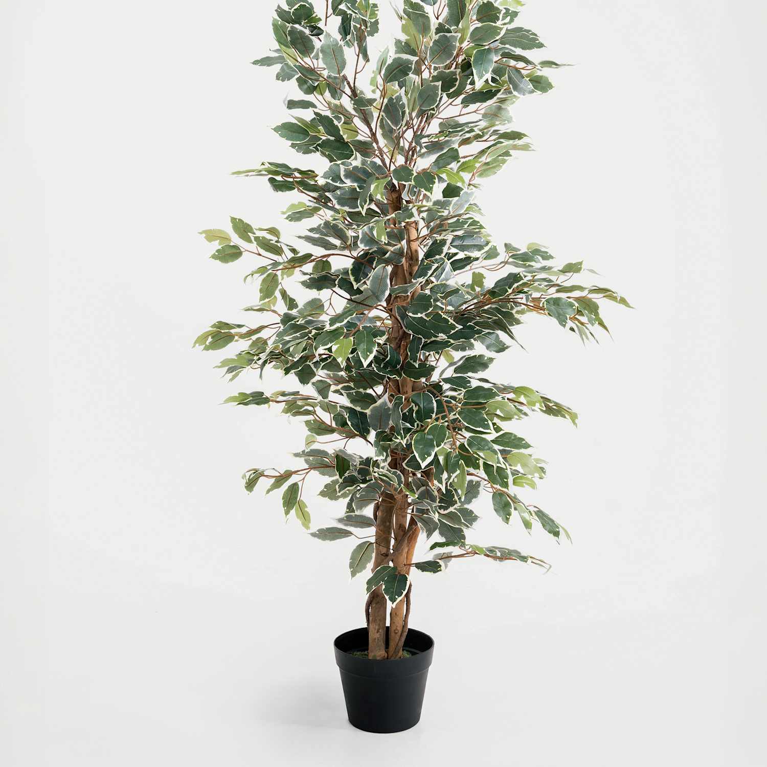 Blooming Artificial 4ft Artificial Ficus Tree in Pot - Green Mix - Available at M&S