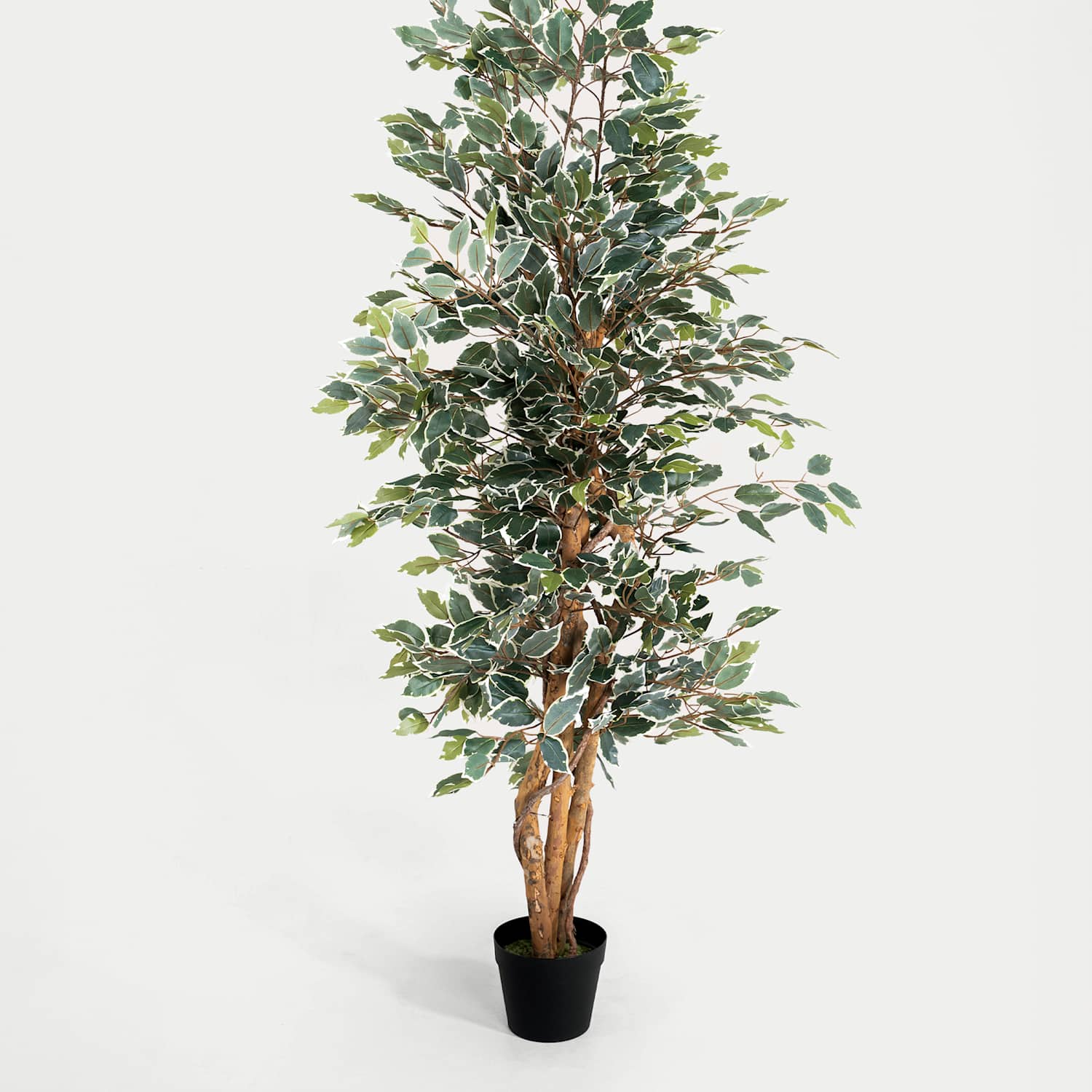 Blooming Artificial 6ft Artificial Ficus Tree in Pot - Green Mix - Available at M&S