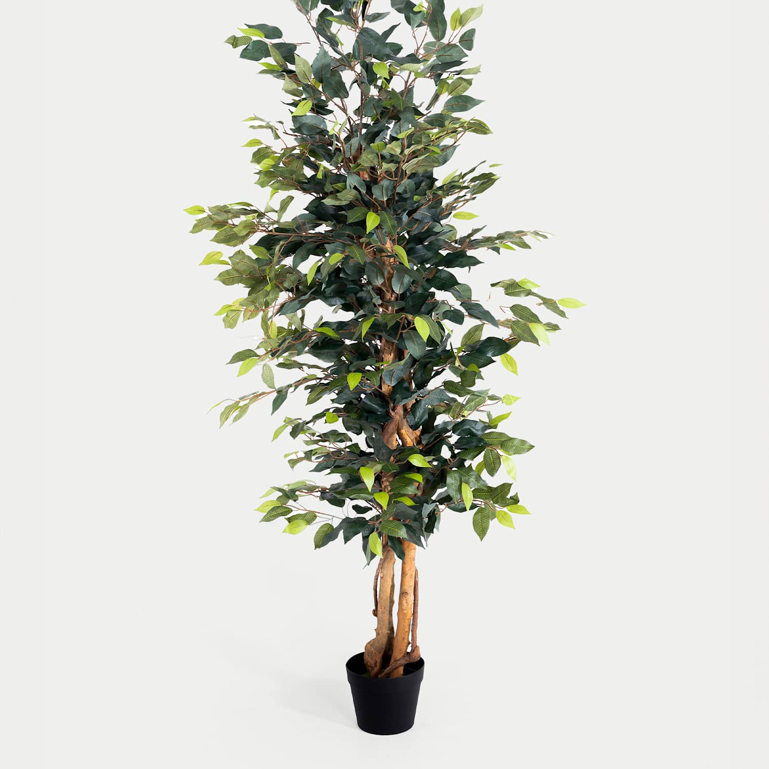 Blooming Artificial 6ft Artificial Ficus Tree in Pot - Green - Available at M&S
