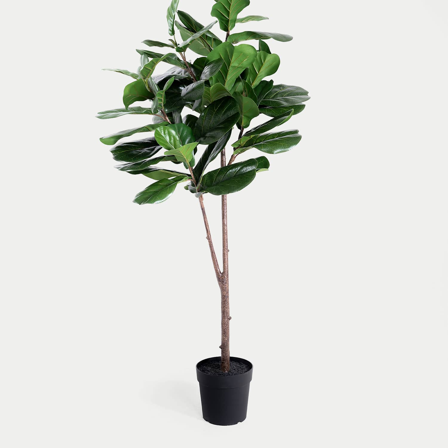 Blooming Artificial 6ft Artificial Floor Standing Fig Tree - Green - Available at M&S