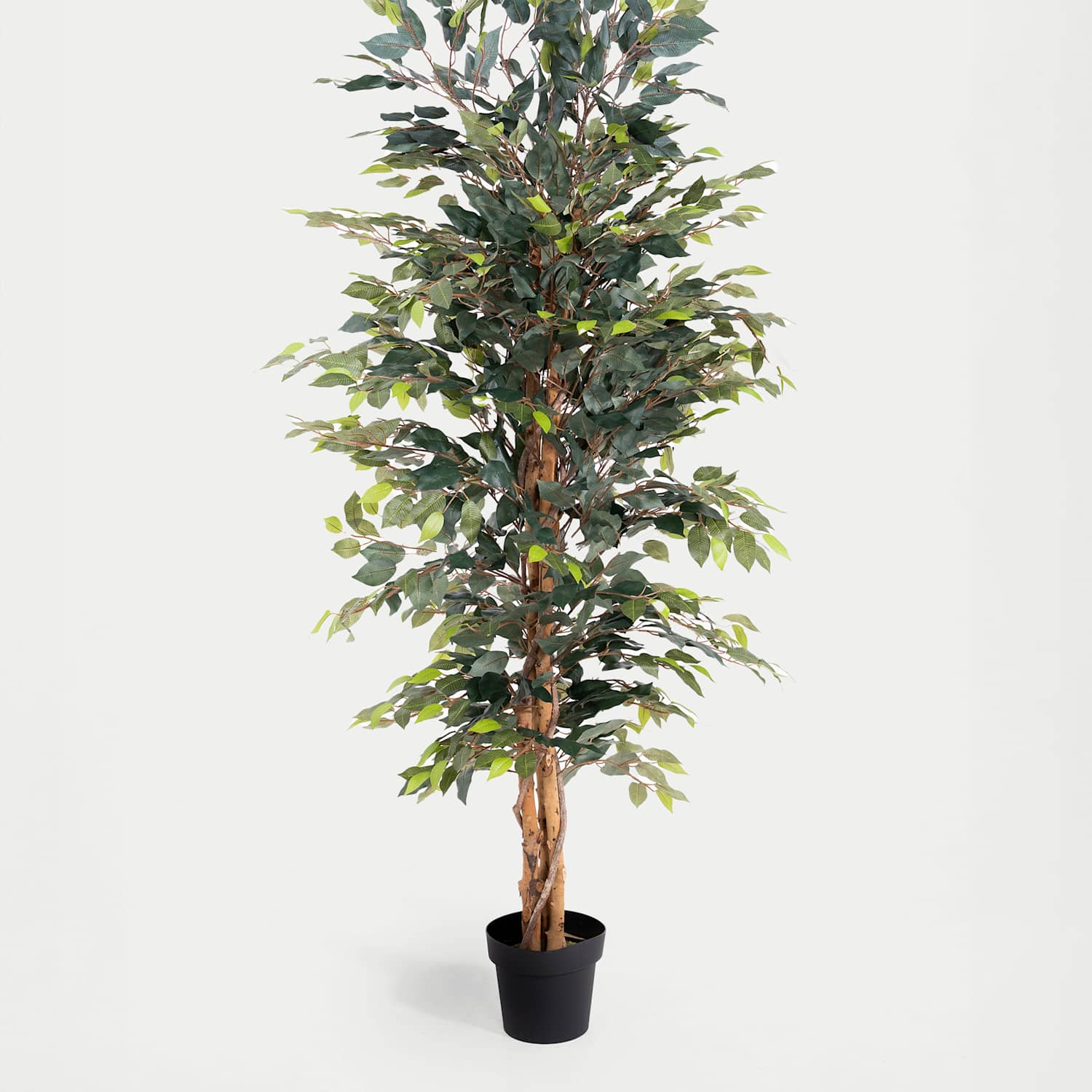 Blooming Artificial 5ft Artificial Ficus Tree in Pot - Green - Available at M&S
