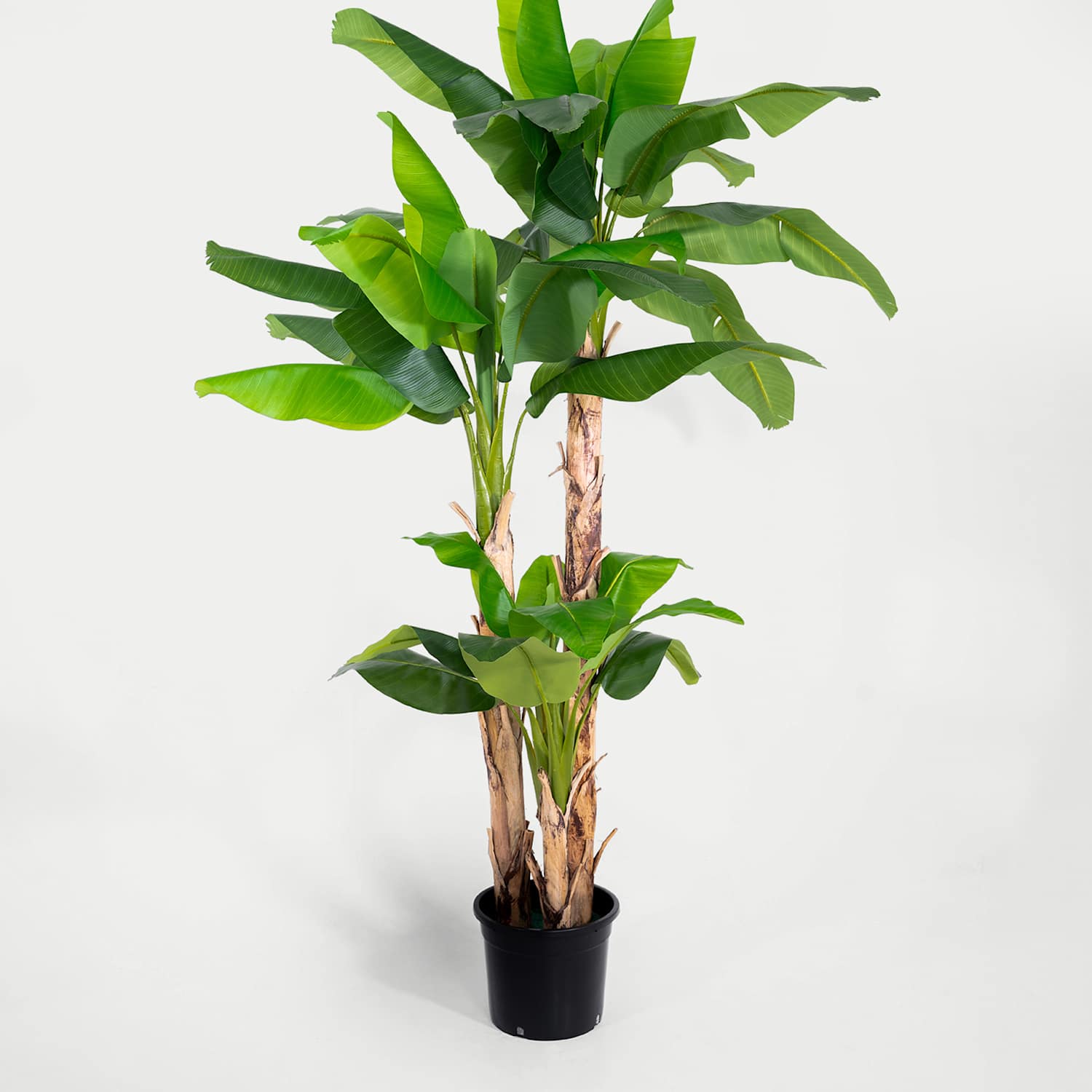 Blooming Artificial 8ft Artificial Musa Basjoo Tree in Pot - Green - Available at M&S