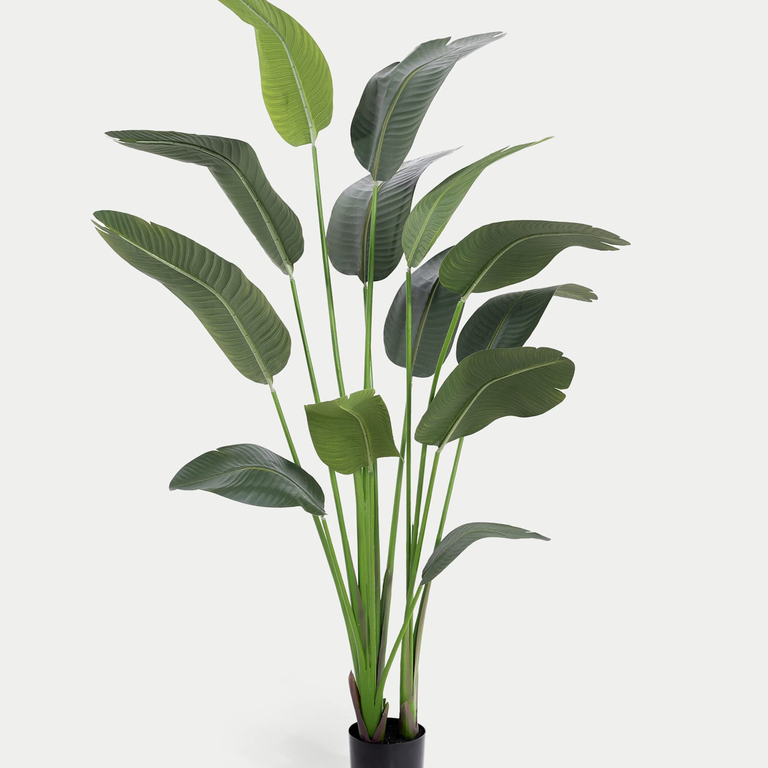 Blooming Artificial 6ft Artificial Strelitzia Plant - Green - Available at M&S