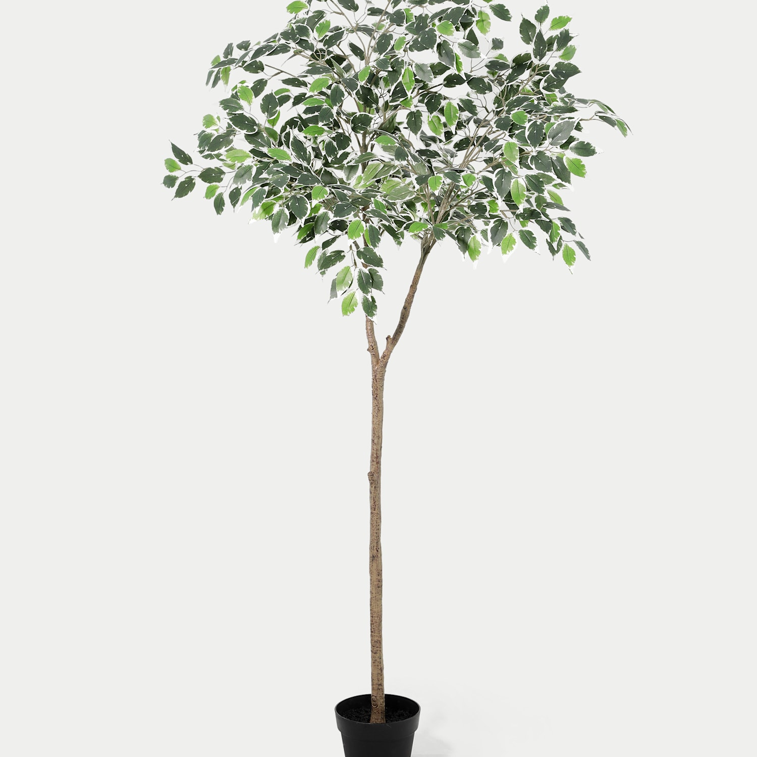 Blooming Artificial Artificial 5ft Ficus Topping Tree - Green - Available at M&S