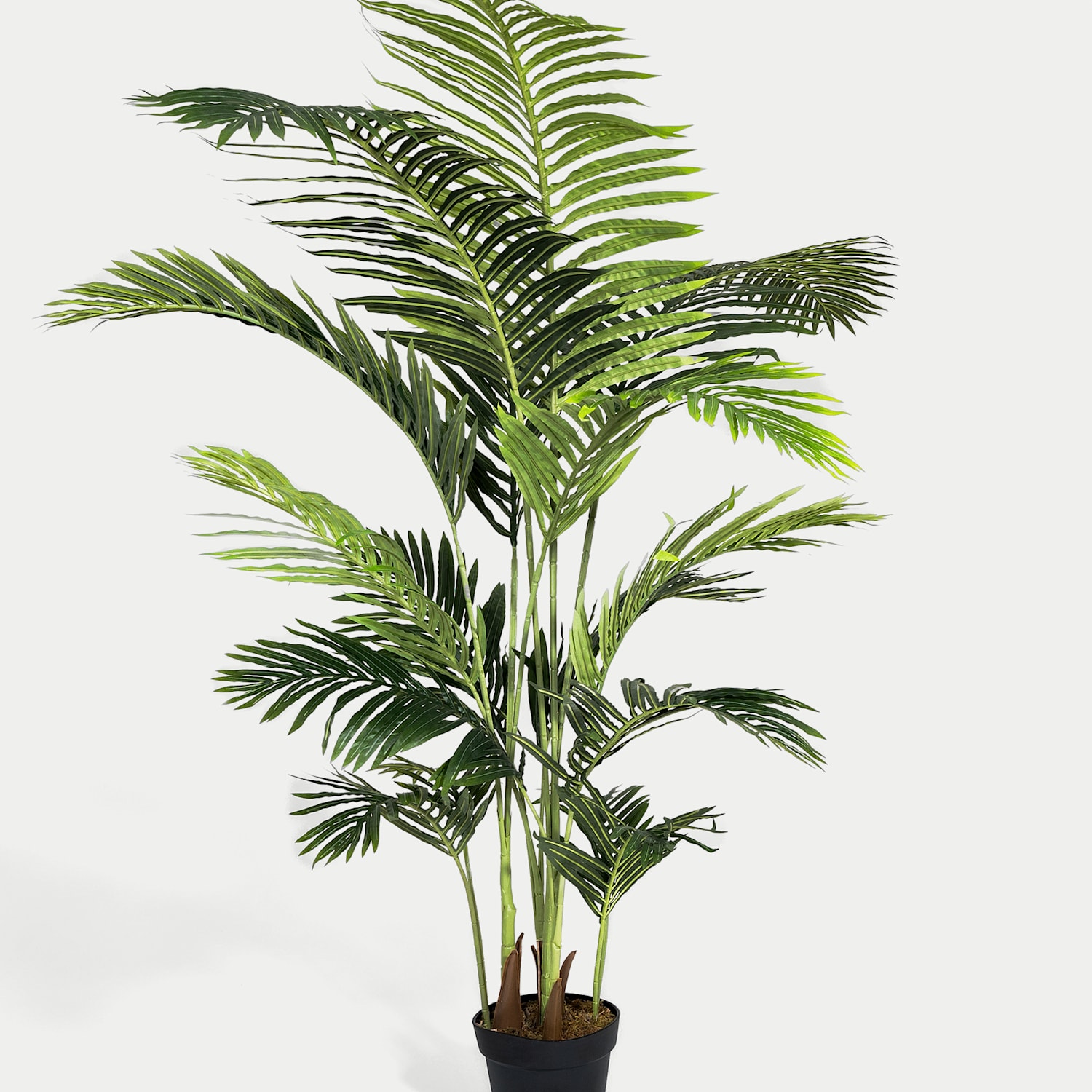 Blooming Artificial 6ft Artificial Indoor Paradise Palm - Green - Available at M&S