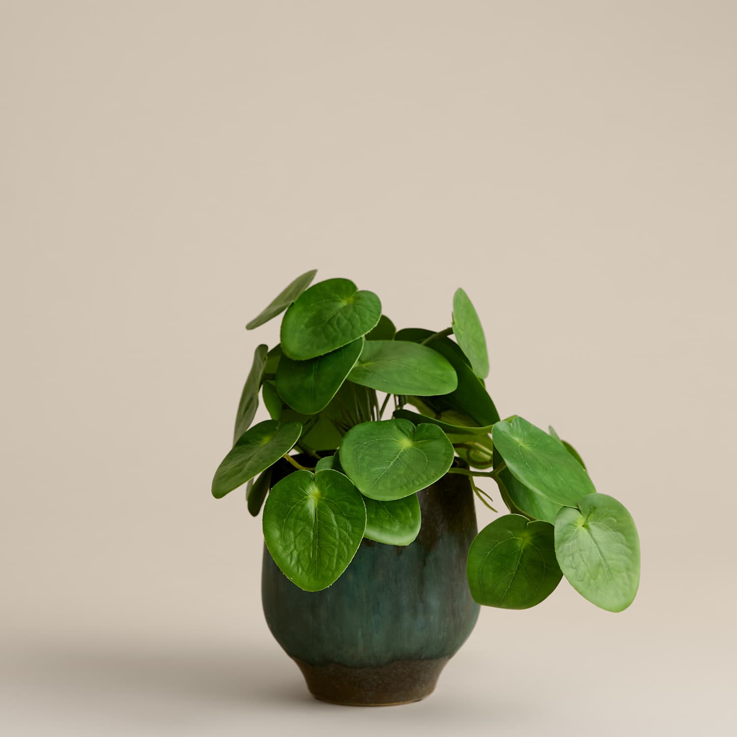 M&S Artificial Money Plant in Ceramic Pot - Green
