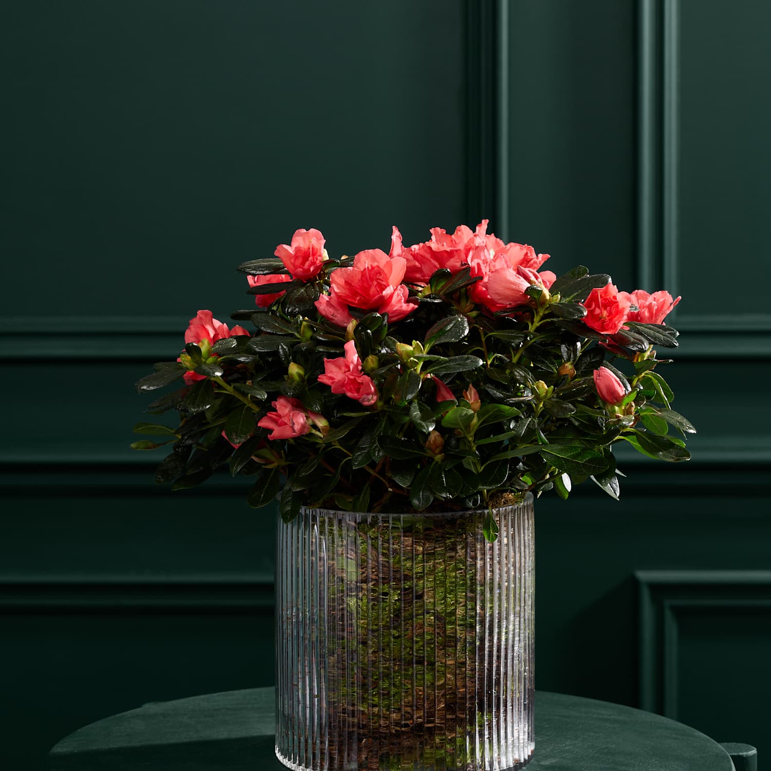 M&S Flower Market Azalea in Glass Pot