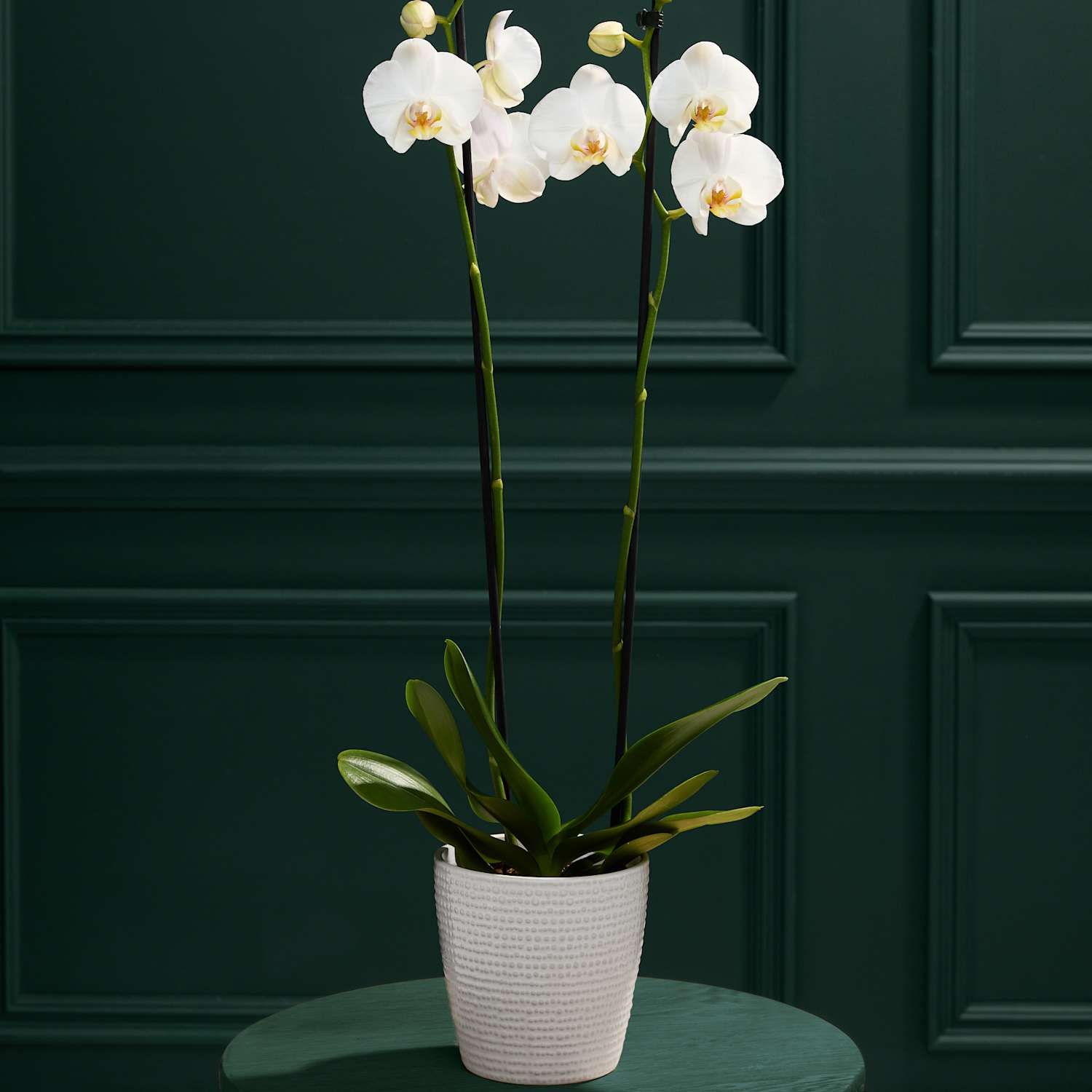 M&S Flower Market Large White Phalaenopsis Orchid in Ceramic Pot