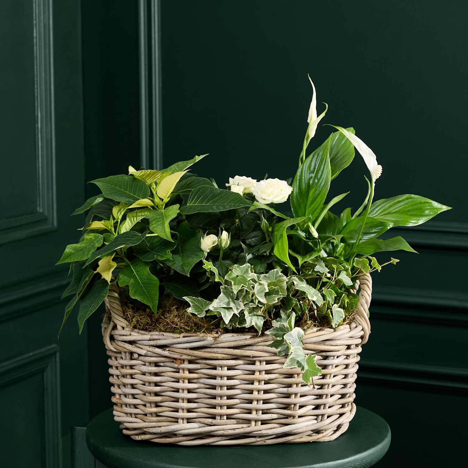 M&S Flower Market Large White Christmas Flowering Plant Basket