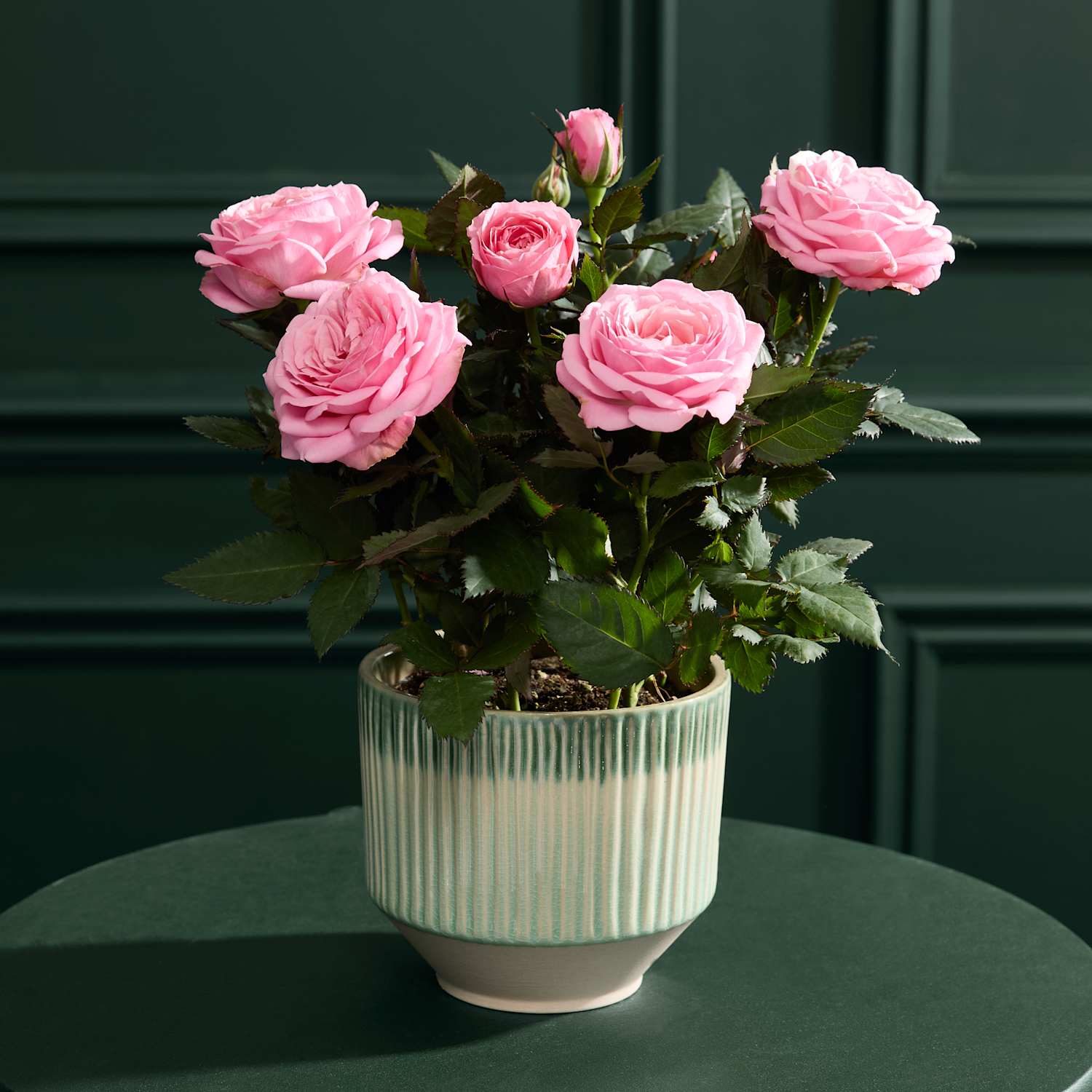 M&S Flower Market Luxury Pink Rose with Ceramic Pot