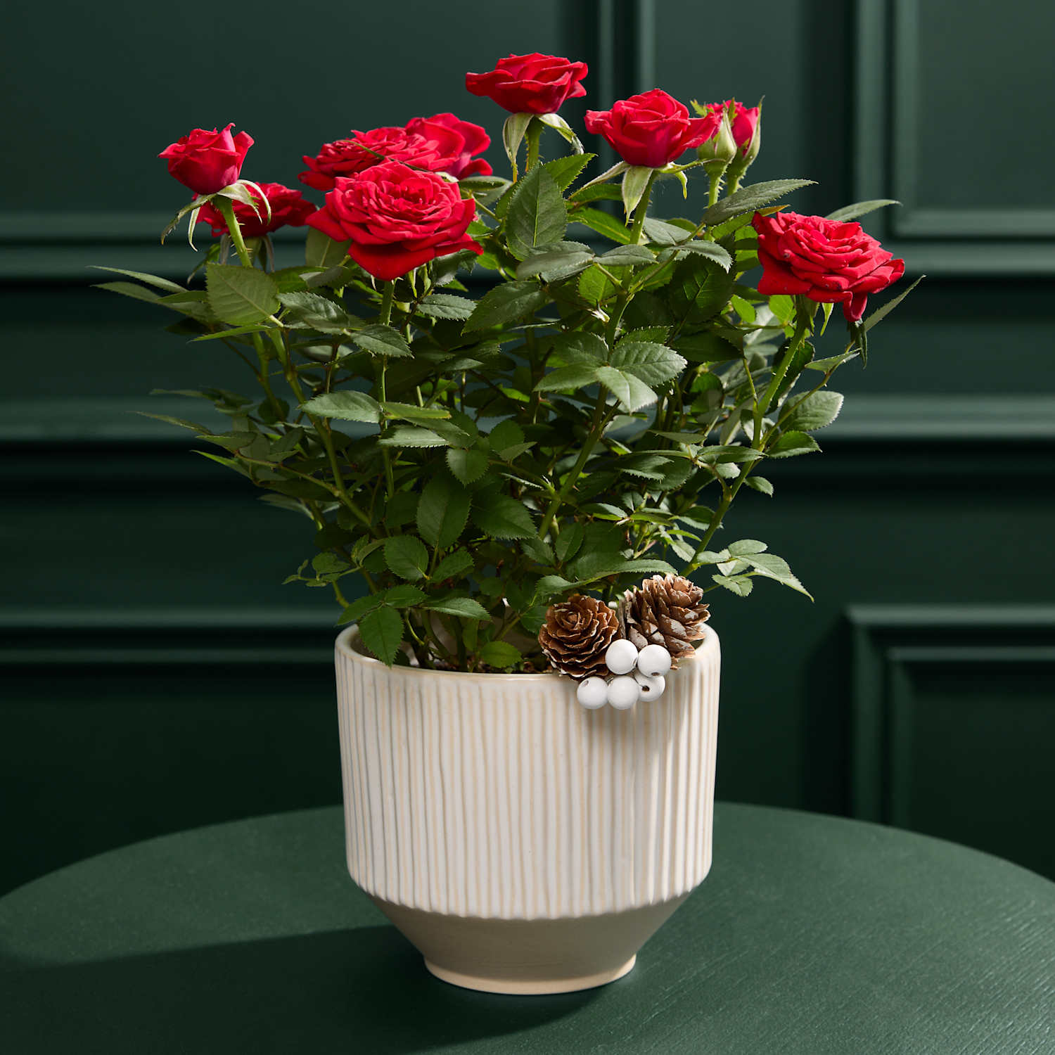 M&S Flower Market Christmas Red Rose in Ceramic Pot